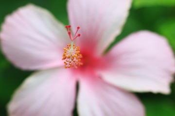 Pollen of Pink Hibiscus Flower