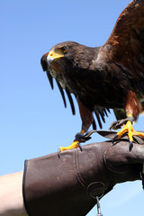 Harris Hawk (Parabuteo unicinctus)  on falconer's glove