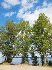 Fototapeta premium Poplar