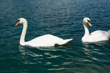 Obraz premium Weißer Schwan