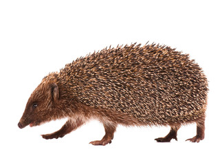 Hedgehog