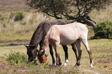 Roan & Chestnut New Forest ponies