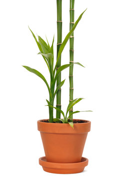 Bamboo in a Pot