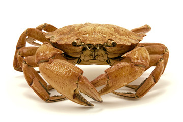 brown dried crab isolated on white background
