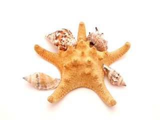 Marine cockleshells and star
