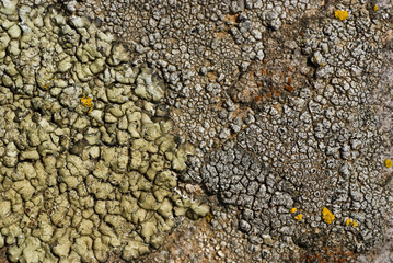 Lichens on a stone