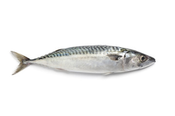 Whole single  fresh mackerel isolated on white background