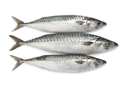 Fresh raw mackerel fishes