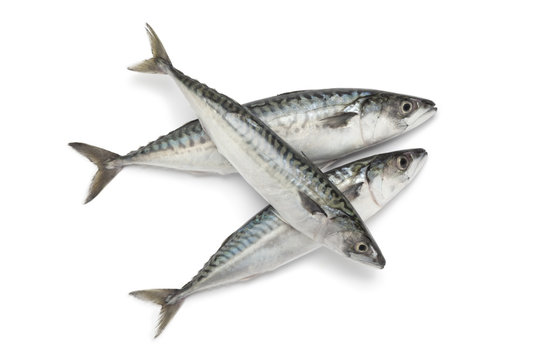 Fresh raw mackerel fishes on white background