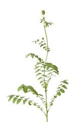 Flowering small burnet plant on white background