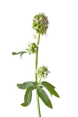 Flowering small burnet plant close up