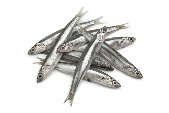 Fresh European anchovy fish
