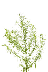 Fresh tarragon sprig