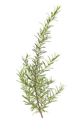 Fresh rosemary