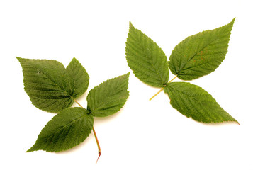 Leaves