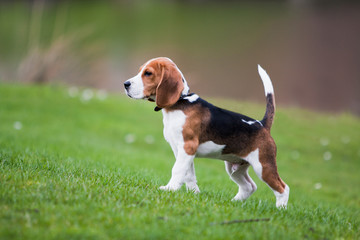 Beagle on green grass - obrazy, fototapety, plakaty