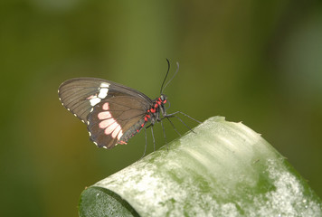 Mariposa tropical