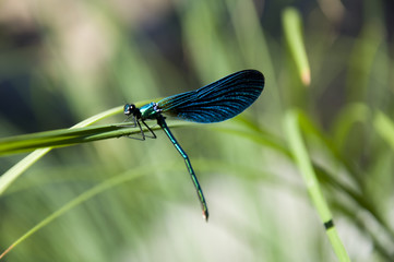 Libélula azul con cola hacia abajo primer plano