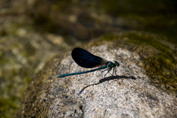 Libélula azul sobre roca