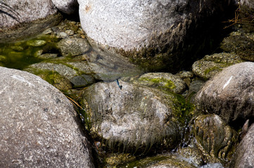 Libélula azul plano general