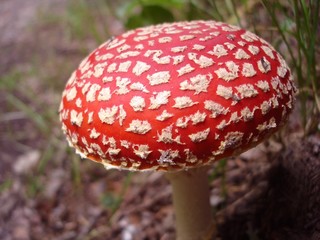 Fliegenpilz - fly agaric