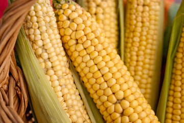 Raw corn on the cob