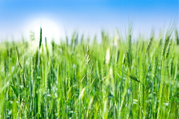 green field and blue sky