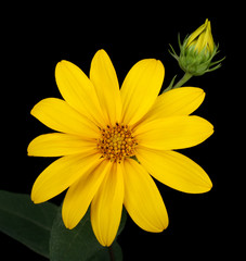 Yellow Daisy © chas53