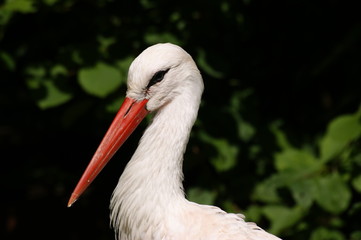 Storch