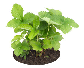 Naklejka premium Young sapling of wild strawberry