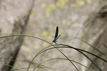 Libélula azul posada sobre rama plano general