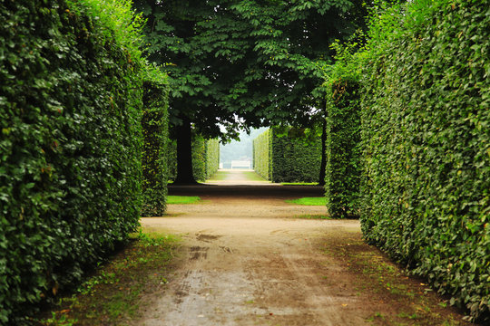 Hedge in Castlegarden