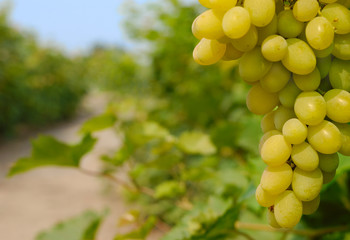 Grapes