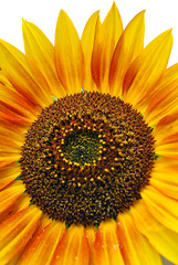 Obraz premium sunflower