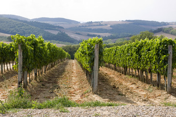 Fototapeta na wymiar toskania winnice