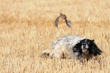 English setter hunting quail - 25249612