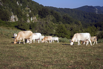 Obraz na płótnie Canvas Cows