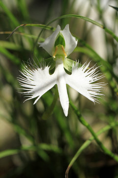白鷺草　Flower of white heron