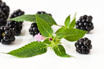 mures et menthe sauvage