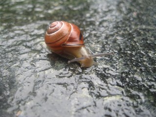 Snail