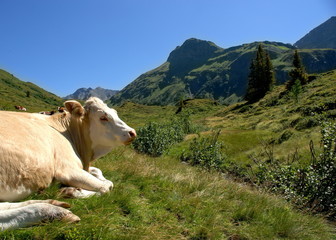 Kuh auf der Alm