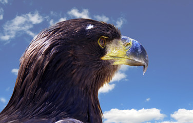 eagle and blue sky