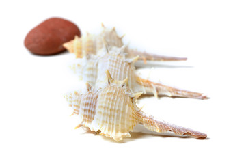 Sea shells