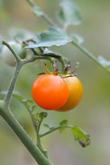 Fresh organic Tomatoes