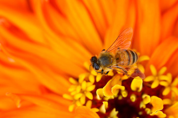 Bee and Zinnia flower
