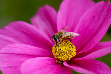 Guêpe ou abeille fleur rose