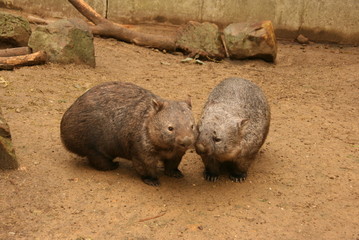 Wombats