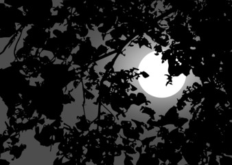 Full moon between the branches
