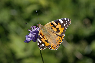 Fototapeta na wymiar Vanessa cardui, Distelfalter- Painted Lady butterfly