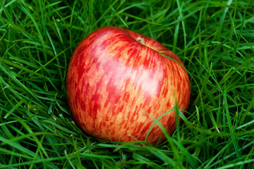 red apple lying on green grass